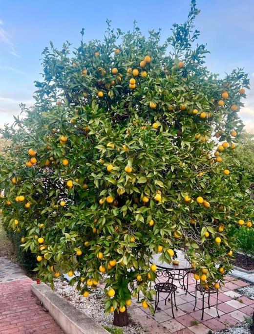 Finca Tierra Sana Estepona Dış mekan fotoğraf