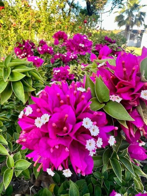 Finca Tierra Sana Estepona Dış mekan fotoğraf
