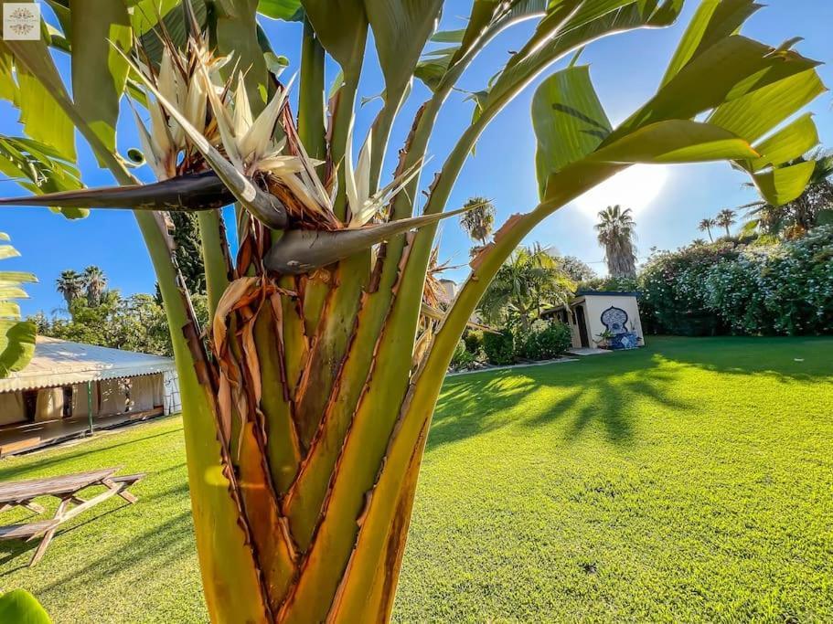 Finca Tierra Sana Estepona Dış mekan fotoğraf