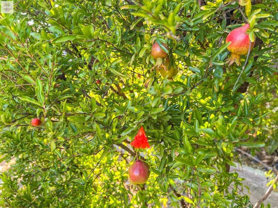 Finca Tierra Sana Estepona Dış mekan fotoğraf